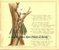 A Glimpse of Oriental Nature, Pictures with Verses: Vanille d'Espagne (Vanilla)