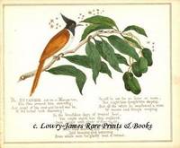 A Glimpse of Oriental Nature, Pictures with Verses: The Flycatcher and Mango Tree