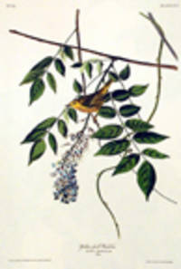 Yellow-poll Warbler. From "The Birds of America" (Amsterdam Edition) [Pl.  95]