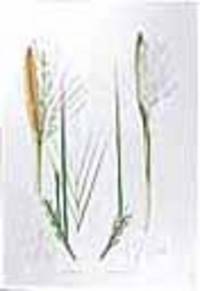 A. Cocos Wildmaniana. B. Cocos Arenicola