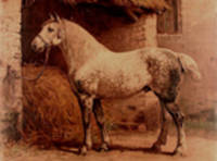 De Percheron [Pl. 4]