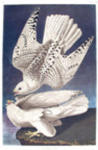 Iceland, or Jer Falcon. From "The Birds of America" (Amsterdam Edition) [Pl. 366]