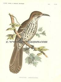 United States and Mexican Boundary Survey. Plate XIV.  Toxostoma Longirostris Long-billed Thrasher)