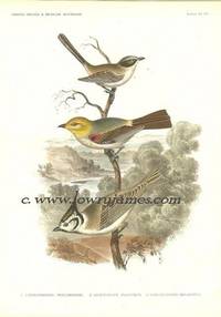 United States and Mexican Boundary Survey. Plate XV. Lophophanes Wolleberi (Black-crested Tit), Aegithalus Flaviceps (Verdin), Psaltriparus Melanotis (Black-cheeked Tit)