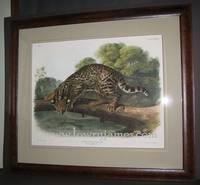 Plate LXXXVI Ocelot, or Leopard Cat. Felis Paradis, Linn. (Male).   The Viviparous Quadrupeds of North America