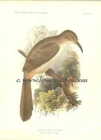 United States and Mexican Boundary Survey. Plate XII. Toxostoma LeContei (LeConte's Thrasher)