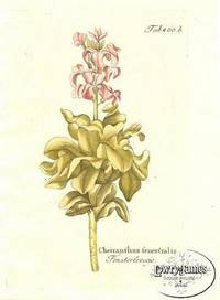Antique Botanical Print from Icones Plantarum Medico-Oeconomico-Technologicarum...Pl. 400 Cheiranthus fenestralis