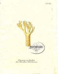 Antique Botanical Print from Icones Plantarum Medico-Oeconomico-Technologicarum...Pl. 417 Clavaria coralloides