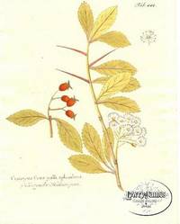 Antique Botanical Print from Icones Plantarum Medico-Oeconomico-Technologicarum...Pl. 444 Crat&aelig;gus Crus galli splendens