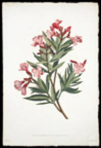Rameau de Laurose, ou Laurier rose [Pl. 10]