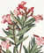 Rameau de Laurose, ou Laurier rose [Pl. 10] by  Jean Louis (active circa 1760-circa 1810) PREVOST from Donald Heald Rare Books - Used Book