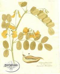 Antique Botanical Print from Icones Plantarum Medico-Oeconomico-Technologicarum...Pl. 425 Colutea arborescens