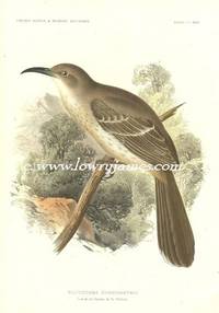 United States and Mexican Boundary Survey. Plate XIII. Toxostoma Curvirostris (Curve-billed Thrasher)