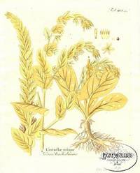 Antique Botanical Print from Icones Plantarum Medico-Oeconomico-Technologicarum...Pl. 403c Cerinthe minor