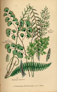 A Plain and Easy Account of the British Ferns; Together with Their Classification, Arrangement of Genera, Structure, and Functions; and a Glossary of Technical and Other Terms