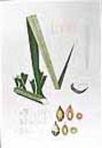 A. Pindarea Concinna. B. Pindarea Fastuosa