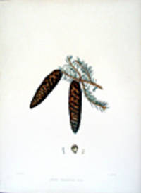 Abies carpatica