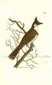 Plate # 645. The Red-Vented Shrike. Lanius Jocosus.  Shaw & Nodder's The Naturalist's Miscellany or Coloured Figures of Natural Objects: Drawn and Described Immediately from Nature