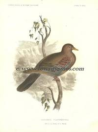 United States and Mexican Boundary Survey. Plate XXIII. Columba Flavirostris (Red-billed Dove/ Pigeon)