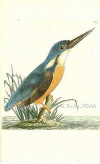 Plate # 681. The Tridigitated Kingfisher. Alcedo Tribrachys.  Shaw & Nodder's The Naturalist's Miscellany or Coloured Figures of Natural Objects: Drawn and Described Immediately from Nature
