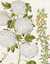 Sambucus arborrosea [Snowball viburnum]; Trifolium arborescens [Garden broom]; Cytisus V. Clusy [Low-growing alpine broom] by  Basil (1561-1629) BESLER from Donald Heald Rare Books - Used Book - First Edition