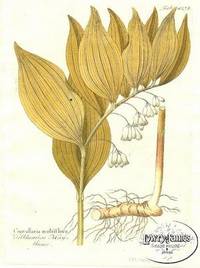 Antique Botanical Print from Icones Plantarum Medico-Oeconomico-Technologicarum...Pl. 427b Convallaria multiflora