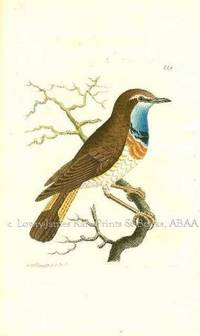 Plate # 661. The Swedish Red-Breast. Motacilla Suecica.  Shaw & Nodder's The Naturalist's Miscellany or Coloured Figures of Natural Objects: Drawn and Described Immediately from Nature