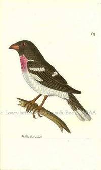 Plate # 677. The Ludovician Grossbeak. Loxia Ludoviciana.  Shaw & Nodder's The Naturalist's Miscellany or Coloured Figures of Natural Objects: Drawn and Described Immediately from Nature