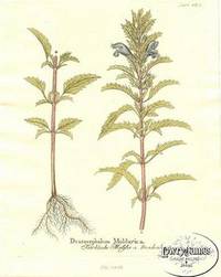 Antique Botanical Print from Icones Plantarum Medico-Oeconomico-Technologicarum...Pl. 482 Dracocephalum Moldavica