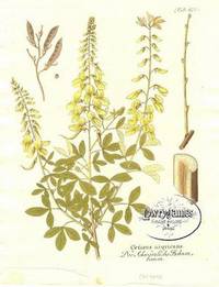 Antique Botanical Print from Icones Plantarum Medico-Oeconomico-Technologicarum...Pl. 470 Cytisus nigricans