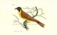 Plate # 669. Black-Crowned Tanager. Tanagra Melanictera.  Shaw & Nodder's The Naturalist's Miscellany or Coloured Figures of Natural Objects: Drawn and Described Immediately from Nature
