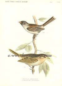 United States and Mexican Boundary Survey. Plate XVII Spizella Atrigularis (Black-chinned Sparrow), Embernagra Rufivirgata