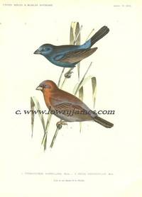 United States and Mexican Boundary Survey. Plate XVIII Cyanoloxia Parellina, Male, (Indigo Bunting), Spiza Versicolor, Male  (Varied Bunting)