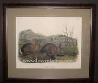 Plate CVIII Bachman's Hare. Lepus Bachmani, Waterhouse  (natural size)  The Viviparous Quadrupeds of North America