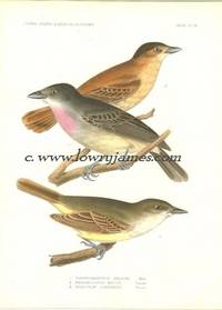 United States and Mexican Boundary Survey. Plate IX. Pachyrhamphus Aglaiae, Pathmidurus Major, Myarchus Lawrencii (Rose-throated Flycatcher M & F, Lawrence's Flycatcher)