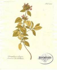 Antique Botanical Print from Icones Plantarum Medico-Oeconomico-Technologicarum...Pl. 421 Clinopodium vulgare