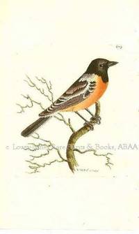 Plate # 649. The Russian Warbler. Motacilla Rossica.  Shaw & Nodder's The Naturalist's Miscellany or Coloured Figures of Natural Objects: Drawn and Described Immediately from Nature