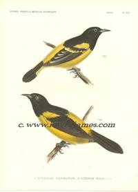 United States and Mexican Boundary Survey. Plate #XIX Icterus Parisorum (Scott's Oriole) & Icterus Wagleri