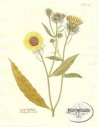 Antique Botanical Print from Icones Plantarum Medico-Oeconomico-Technologicarum...Pl. 447 Crepis barbata