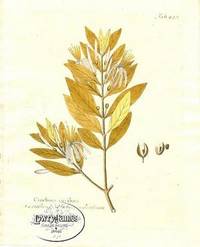 Antique Botanical Print from Icones Plantarum Medico-Oeconomico-Technologicarum...Pl. 415 Cinchona carib&aelig;a