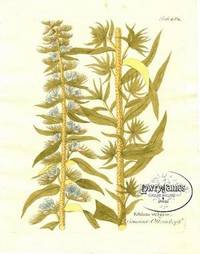 Antique Botanical Print from Icones Plantarum Medico-Oeconomico-Technologicarum...Pl. 484 Echium vulgare