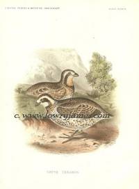 United States and Mexican Boundary Survey. Plate XXIV. Ortyx Texanus (Texas Quail)