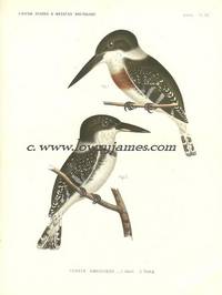 United States and Mexican Boundary Survey. Plate VII. Ceryle Americana (Adult & Young). Green Kingfisher or Texas Kingfisher