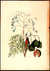 Bahama Finch [Pl. 42, Vol. I] by  Mark (1683-1749) CATESBY from Donald Heald Rare Books - Used Book