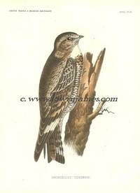 United States and Mexican Boundary Survey. Plate IV. Chordeiles Texensis (Lesser or Texas Nighthawk)