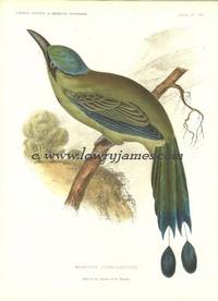 United States and Mexican Boundary Survey. Plate VIII. Momotus Coeruleiceps (Mexican Sawbill or Blue-crowned Motmot)