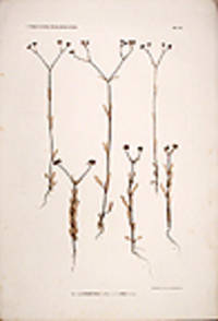 Valerianella dentata; V.coronata [Pl. 229]