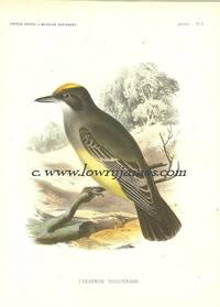 United States and Mexican Boundary Survey. Plate X. Tyrannus Vociferans (Cassin's Flycatcher)