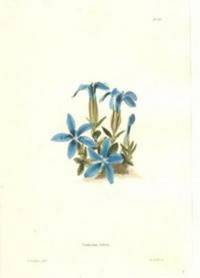 The Botanical Cabinet Plate # 62 GENTIANA VERNA.  Consisting of Coloured Delineations of Plants from All Countries, with a Short Account of Each, Directions for Management, Etc
