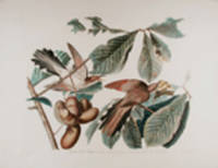 Yellow-Billed Cuckoo [Pl.   2]